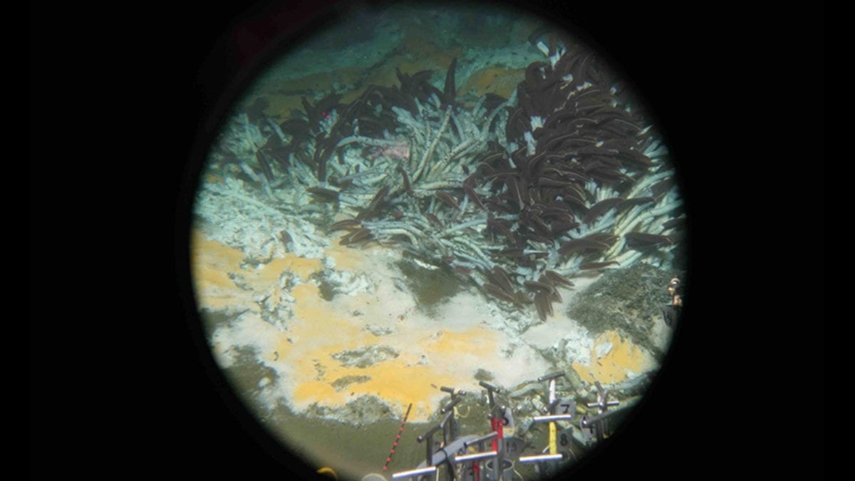 Deep-sea microbes gobble greenhouse gases and perhaps oil spills as well