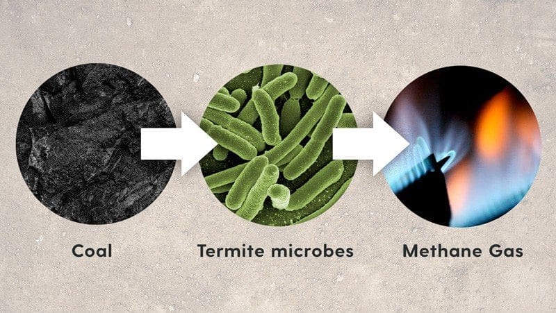 Could termite-gut microbes lead to a clean coal revolution?
