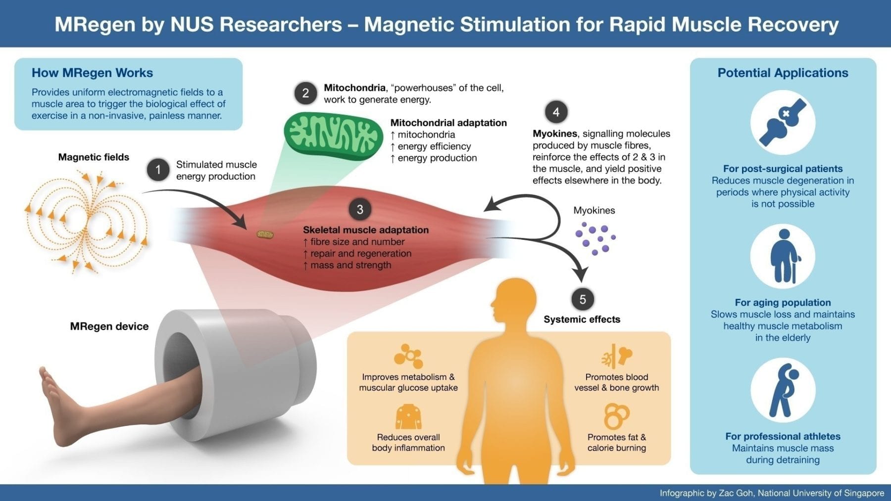 Using a magnetic field to speed up muscle recovery