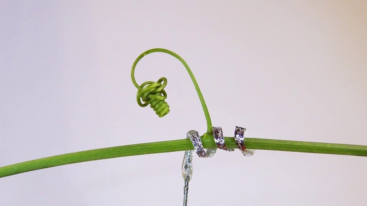 A tendril-like soft robot able to climb
