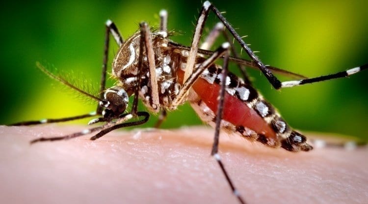 Birth control for mosquito populations