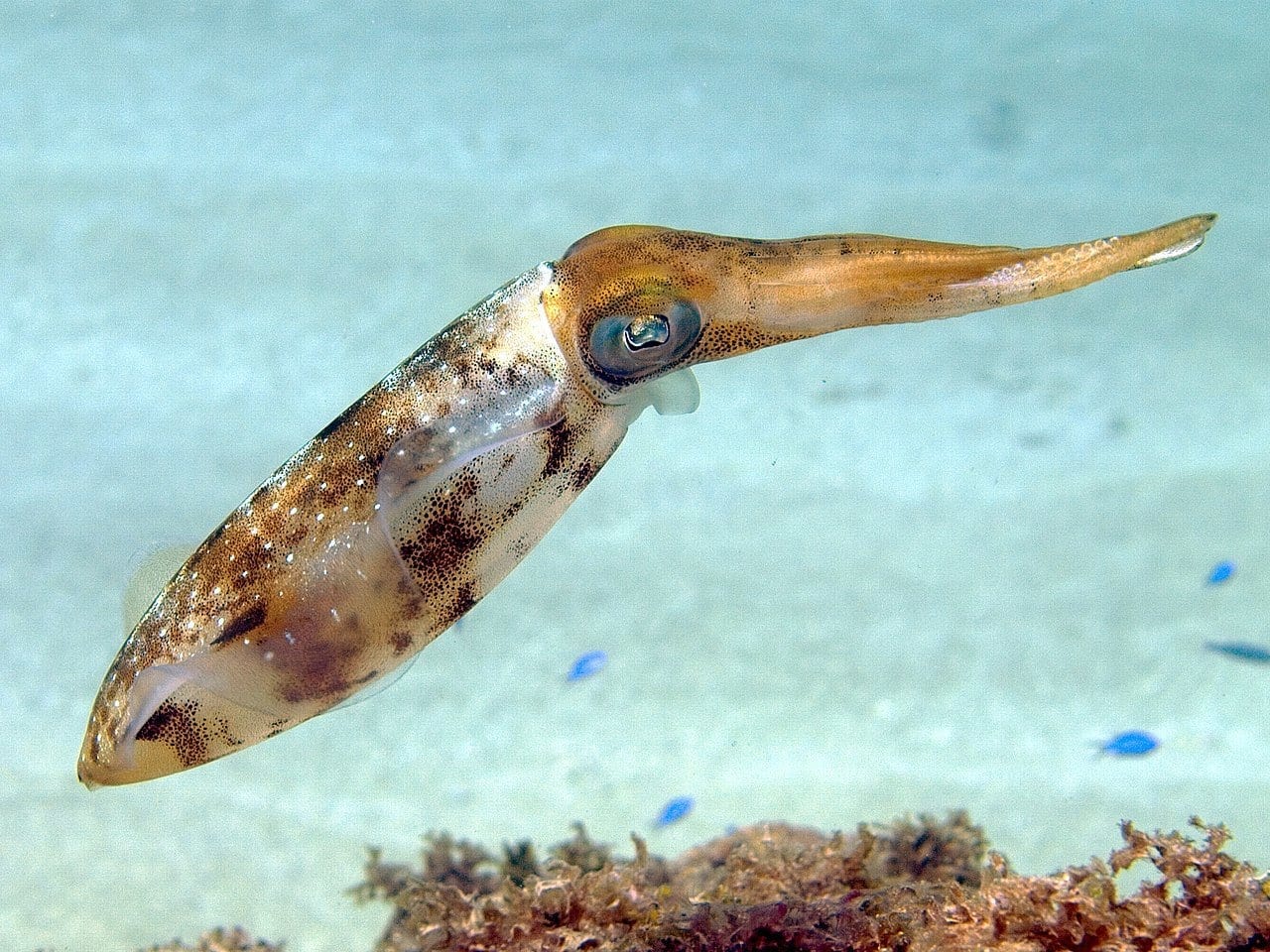 Could squid provide an eco-friendly alternative to plastics?