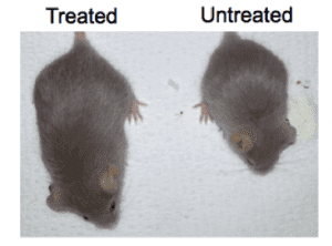 A new CRISPR-Cas9 therapy can suppress aging, enhance health and extend life span in mice