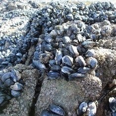 Microplastics are adversely affecting mussels – potentially having a devastating impact on ocean ecosystems