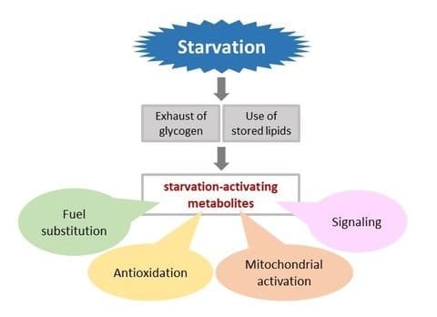 New study shows that fasting really does ramp up the human metabolism with verifiable beneficial effects
