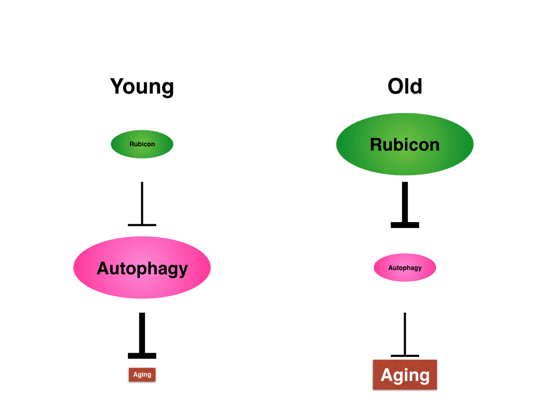 Could Rubicon be a key to increased lifespan?