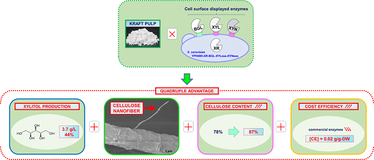 Towards a green and sustainable society - making xylitol and cellulose nanofibers from paper paste
