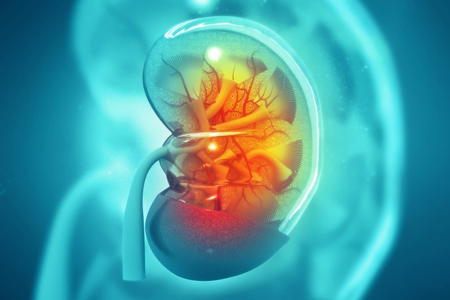 Researchers have reversed in an animal model the deadliest effects of chronic kidney disease
