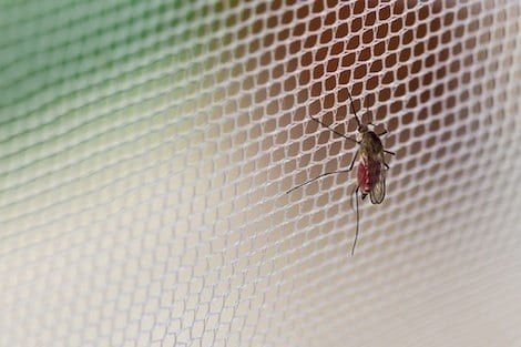 Could nets and other surfaces coated with the antimalarial compound atovaquone help stop malaria in mosquitos?