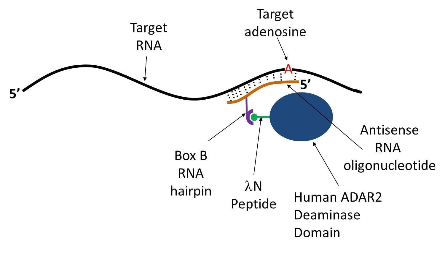 RNA editing could offer advantages over CRISPR