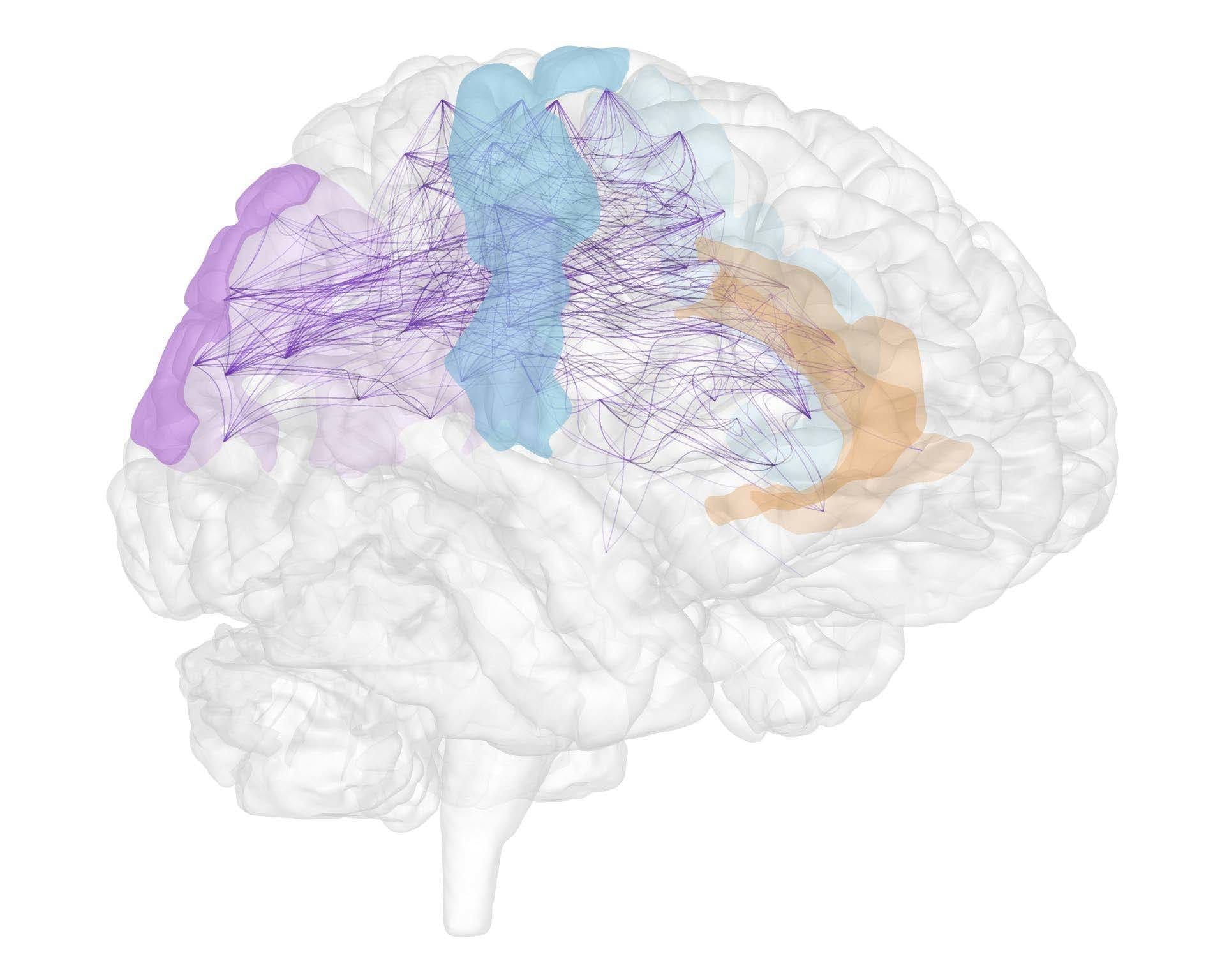 Mirror neurons located in the cingulate cortex could be a key to empathy and psychopathological disorders