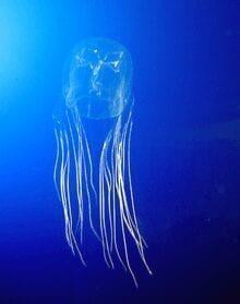 CRISPR genome editing provides an antidote to the deadly box jellyfish sting