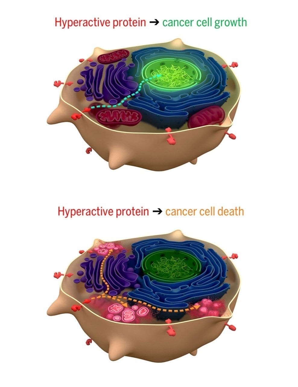 Synthetic proteins can kill cancer cells while sparing their healthy peers