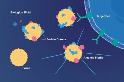Viruses can facilitate the formation of plaques characteristic of neurodegenerative diseases such as Alzheimer's disease