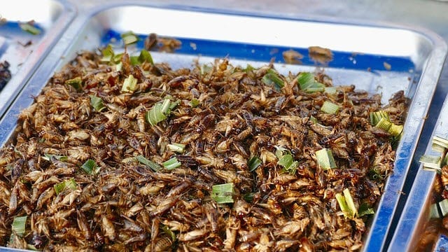 Could future food be lab-grown insect meat?