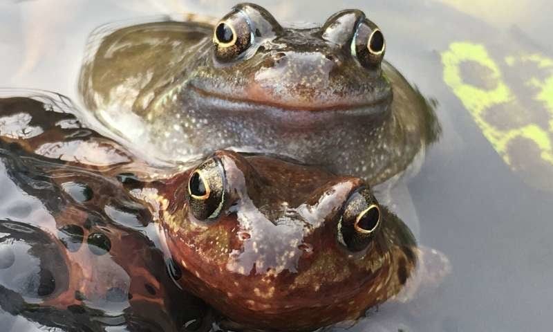 Bacteria living on the skin of frogs could save them from a deadly virus