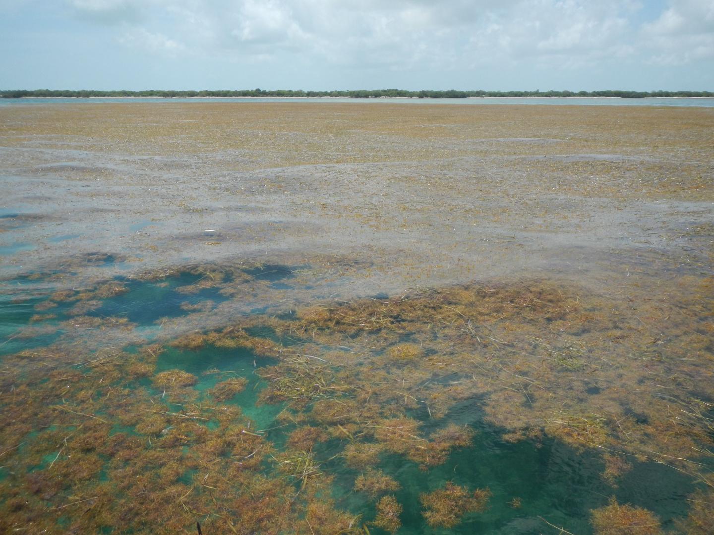 The largest bloom of macroalgae in the world stretches from West Africa to the Gulf of Mexico