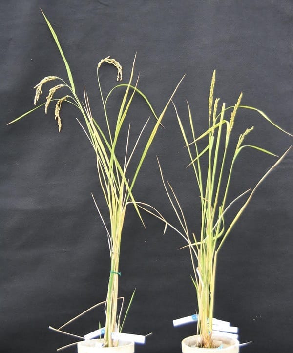 Ensuring genetic diversity of crops with the ability to modify plant mitochondrial DNA