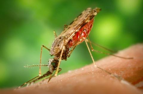 A neurotoxin that isn’t harmful to any living thing except Anopheles mosquitoes that spread malaria