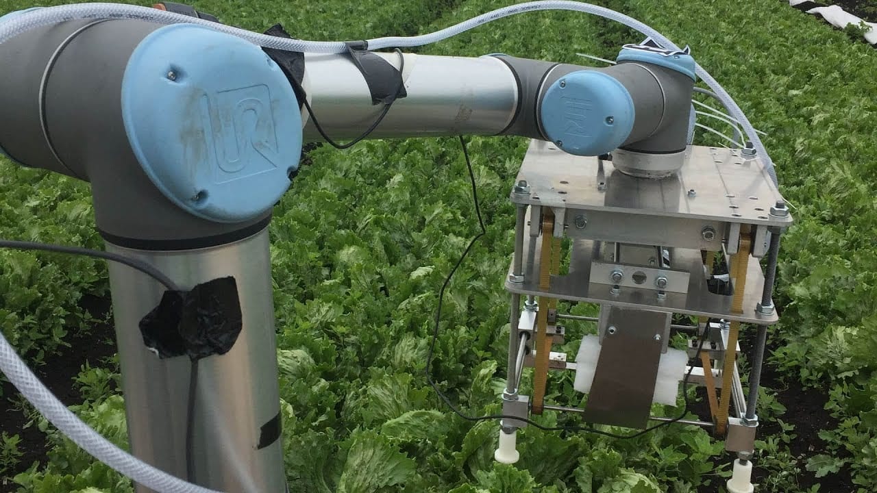 Using machine learning and robots to harvest lettuce
