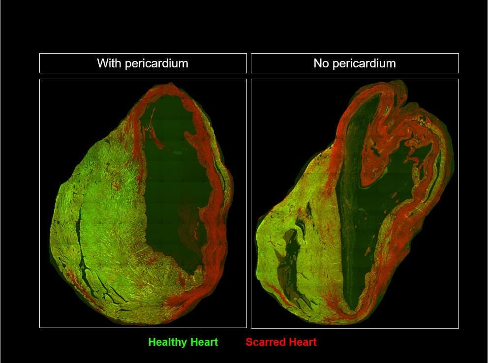 A fundamental scientific discovery that could lead to new ways to repair damaged hearts