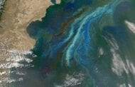 A mysterious ocean algae scarcity could have enormous ramifications for the ocean’s food webs