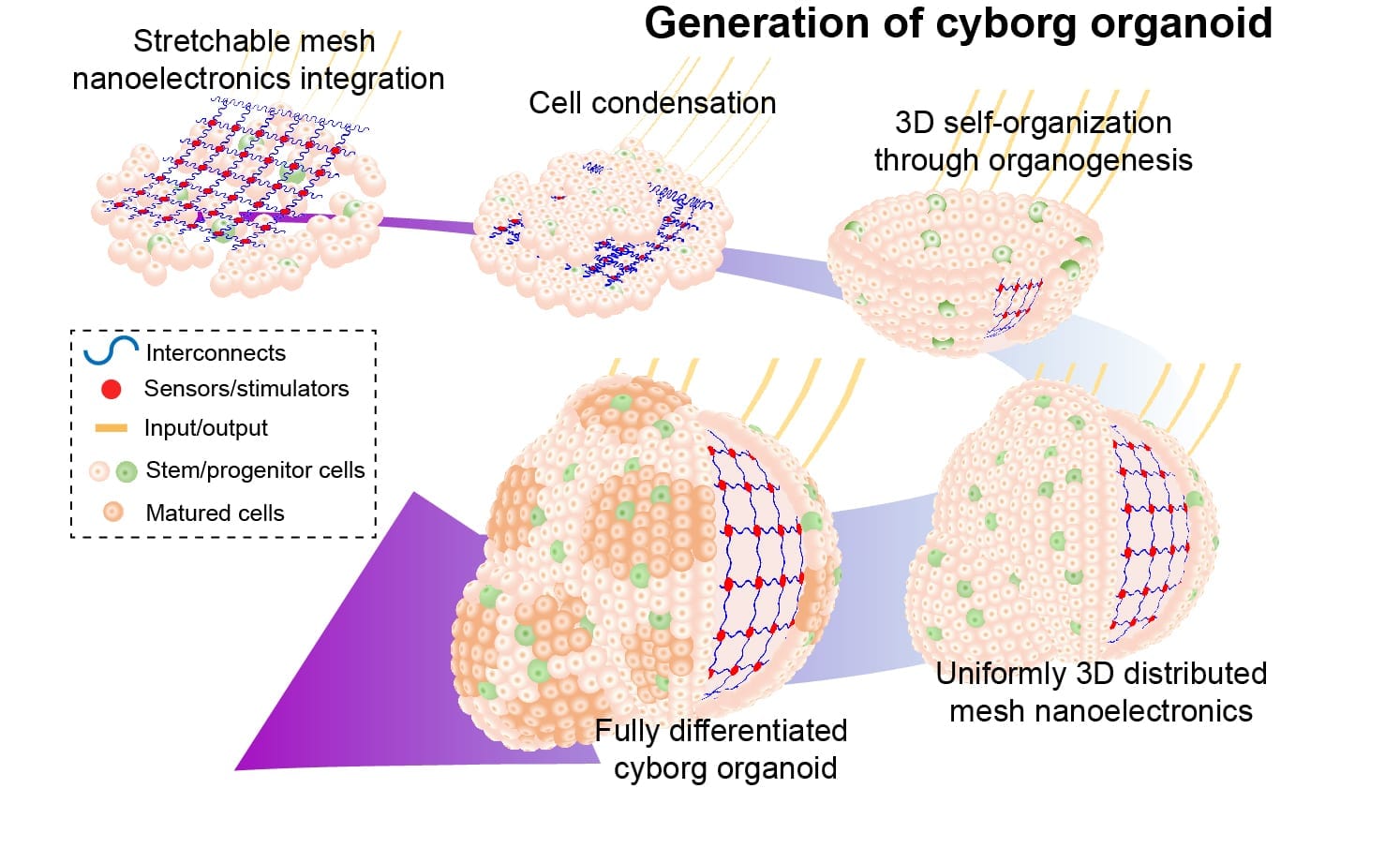 Cyborg organoids: Stretchable, integrated mesh nanoelectronics grow with developing cells