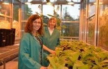 Accelerating the process of photosynthesis to increase crop production