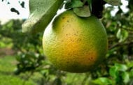 Attacking citrus greening with a new approach