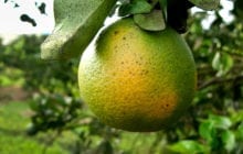 Attacking citrus greening with a new approach