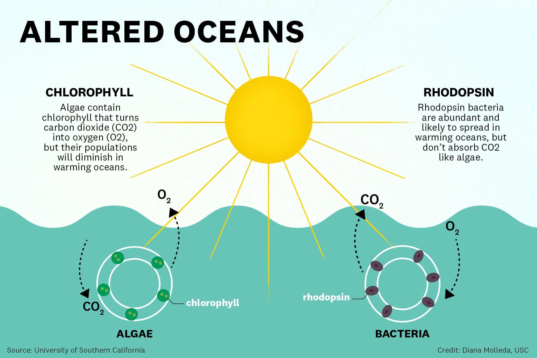 Is this how certain marine microbes could contribute to climate change?