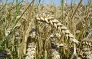 Early detection of a broad range of wheat diseases with a new DNA sequencer method