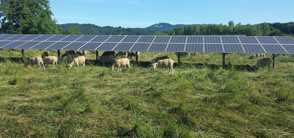 Placing solar panels on agricultural lands maximizes their efficiency