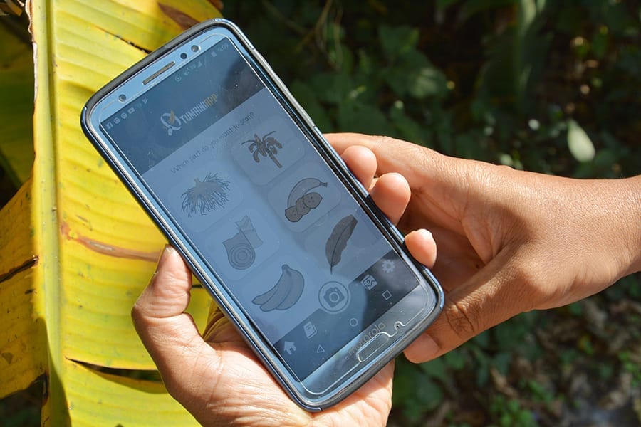 A new smartphone AI tool can detect banana diseases and pests with 90 percent accuracy