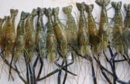 Could a human-designed super shrimp help prevent a disease the affects over 250 million people?