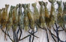 Could a human-designed super shrimp help prevent a disease the affects over 250 million people?
