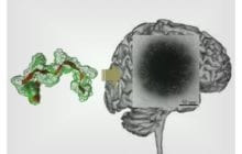 For the first time there is a simple way that can effectively transport medication into the brain
