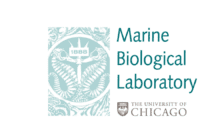 Marine Biological Laboratory (MBL)