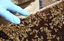 Could probiotics help save honey bee colonies from collapse?