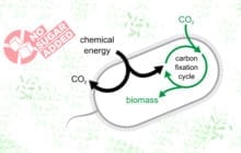Engineered bacteria that feed on CO2 could lead to the development of carbon-neutral fuels