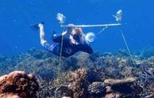 Playing the sounds of healthy reefs attracts young fish to degraded coral reefs