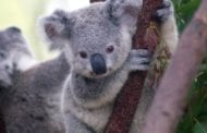 Protection of Australia’s threatened species could be improved by a factor of seven