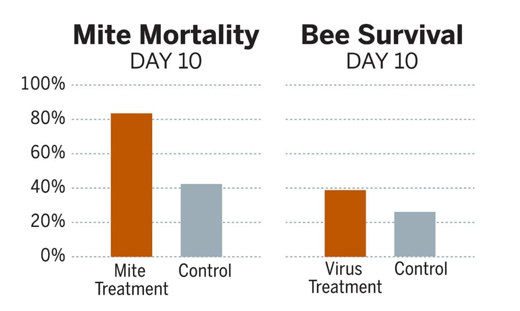 Compared with control bees, the bees treated with the strain of bacteria targeting the deformed wing virus were 36.5% more likely to survive to day 10. Meanwhile, Varroa mites feeding on another set of bees treated with the mite-targeting strain of bacteria were about 70% more likely to die by day 10 than mites feeding on control bees. Credit: University of Texas at Austin.