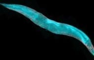 Extending lifespan by 500 percent - in worms