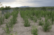 Genetically modifying poplar trees to save air quality works