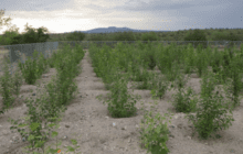 Genetically modifying poplar trees to save air quality works