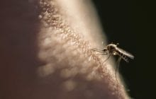 A safe and non-toxic way to kill mosquitoes?
