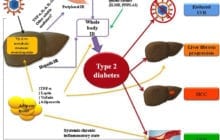 A way of reversing type-2 diabetes and liver fibrosis?