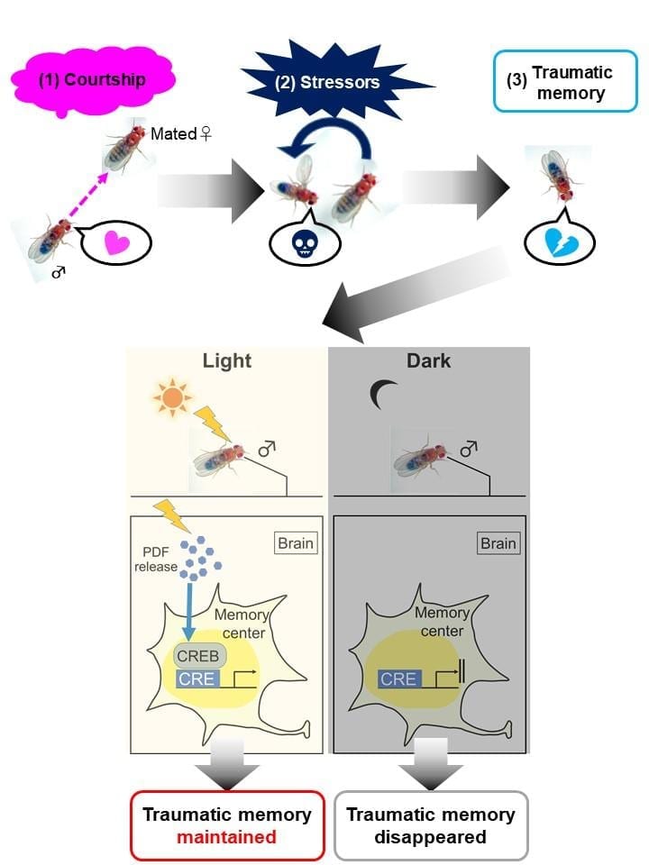 The team found that flies kept in the dark were unable to maintain a pre-established long-term memory. This was due to the lack of Protein-dispersing factor (Pdf) release, which in turn results in no cAMP response element-binding protein (CREB) being produced in the memory center of the fly brain.

CREDIT
Tokyo Metropolitan University