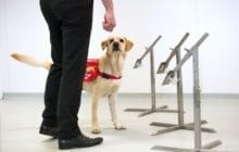Could dogs be trained to sniff out Covid-19?